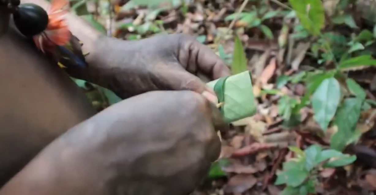 Trailer do Documentário Amazônia Pura Essência